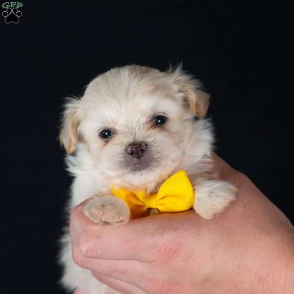 Piper (Tiny), Teddy Bear Puppy